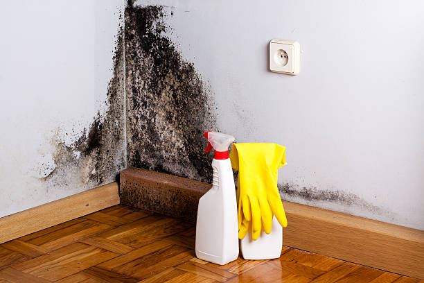 Why You Should Choose Our Mold Remediation Services in Riverdale, CA